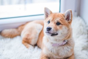 Reasons to Consider Spaying or Neutering Your Pet